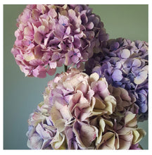 Load image into Gallery viewer, Hydrangea Trio