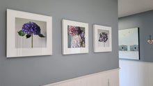 Load image into Gallery viewer, Hydrangea Trio