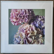 Load image into Gallery viewer, Hydrangea Trio